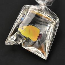 akril medál: zacskós sárga hal